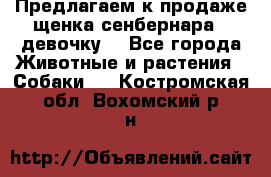Предлагаем к продаже щенка сенбернара - девочку. - Все города Животные и растения » Собаки   . Костромская обл.,Вохомский р-н